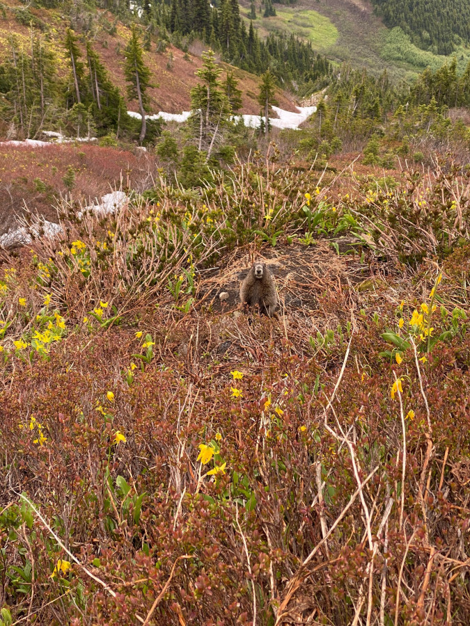 marmot marmot