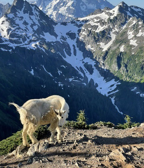 goatgoat goatgoat